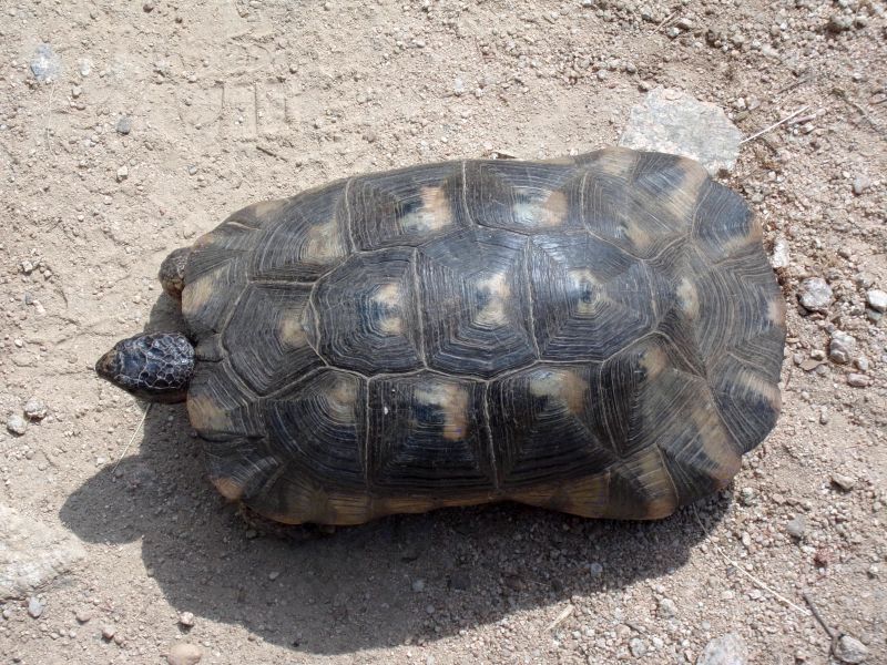 Testudo marginata di Telti (OT)